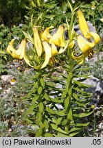 Lilium kesselringianum (lilia Kesselringa)