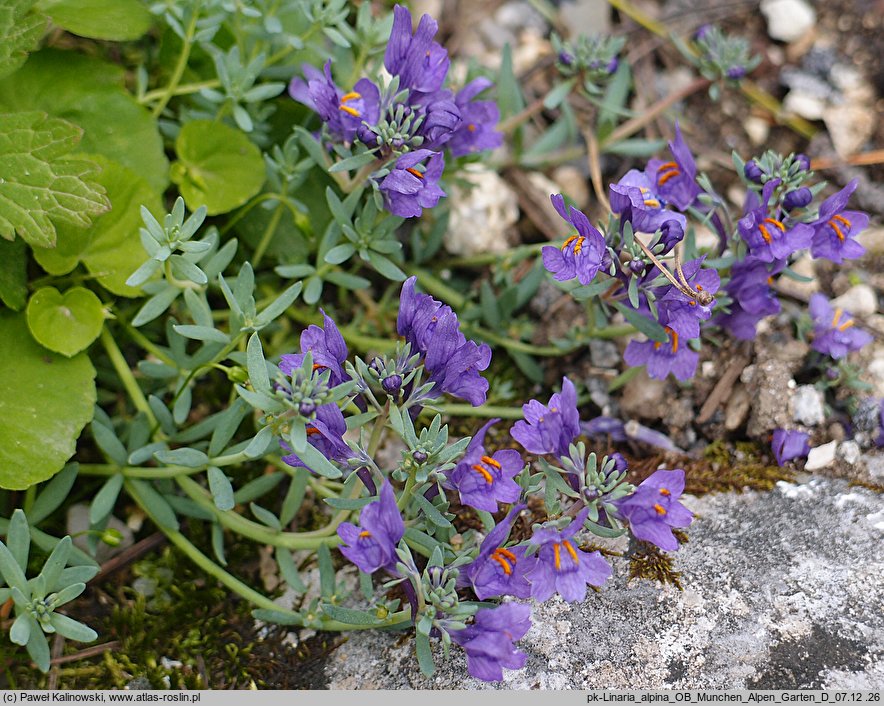 Linaria alpina