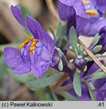 Linaria alpina