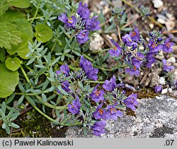 Linaria alpina