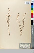 Linaria arvensis (lnica polna)