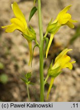 Linaria dalmatica (lnica dalmacka)