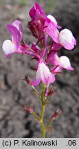 Linaria incarnata (lnica dwudzielna)