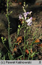 Linaria repens (lnica kreskowana)