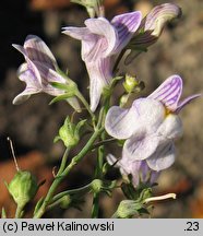 Linaria repens (lnica kreskowana)