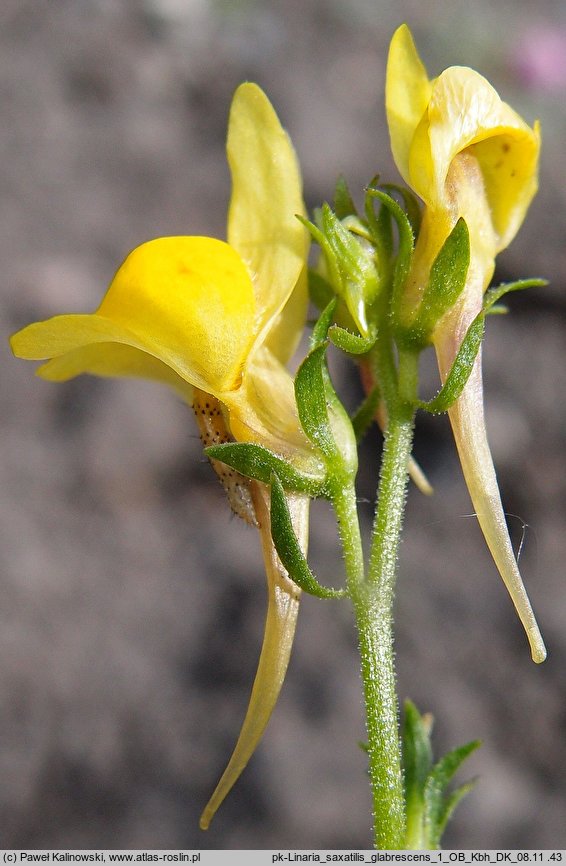 Linaria saxatilis ssp. glabrescens (lnica skalna)