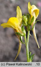 Linaria saxatilis ssp. glabrescens (lnica skalna)