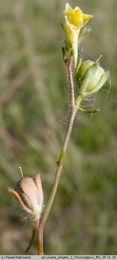 Linaria simplex (lnica pojedyncza)