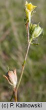 Linaria simplex (lnica pojedyncza)