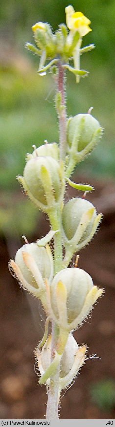 Linaria simplex (lnica pojedyncza)