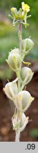 Linaria simplex (lnica pojedyncza)