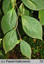 Lindera umbellata