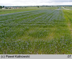 Linum usitatissimum (len zwyczajny)