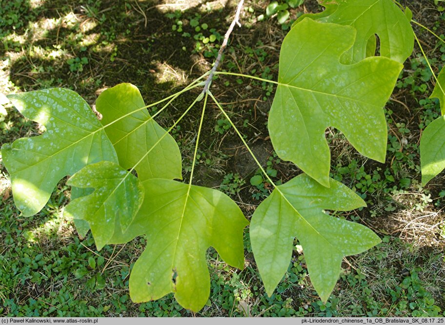 Liriodendron chinense (tulipanowiec chiński)