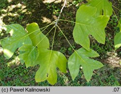 Liriodendron chinense (tulipanowiec chiński)