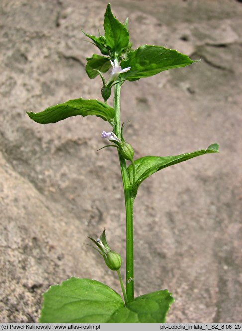 Lobelia inflata (lobelia rozdęta)