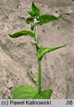 Lobelia inflata (lobelia rozdęta)