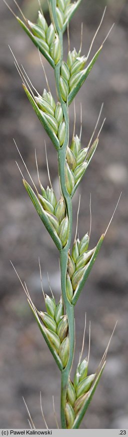Lolium temulentum (życica roczna)