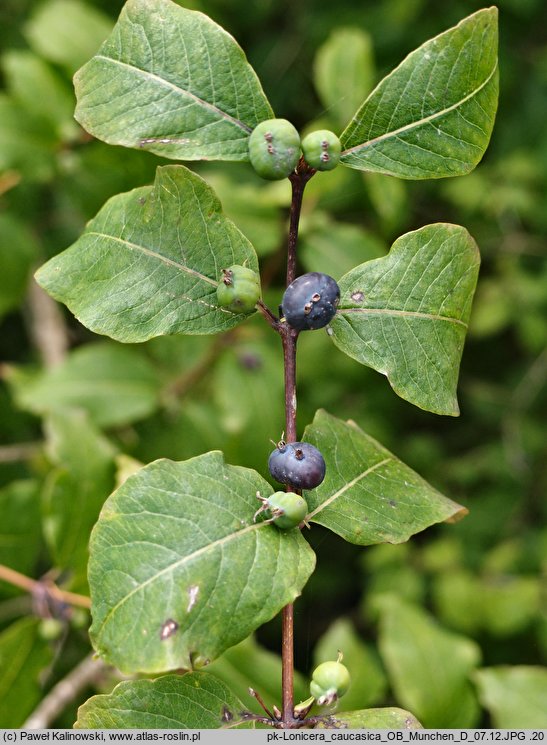 Lonicera caucasica (suchodrzew kaukaski)