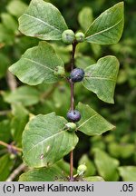 Lonicera caucasica (suchodrzew kaukaski)