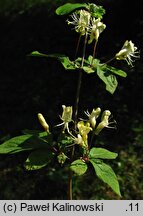 Lonicera demissa (suchodrzew wiotki)