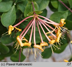 Lonicera etrusca (wiciokrzew etruski)