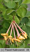 Lonicera etrusca (wiciokrzew etruski)