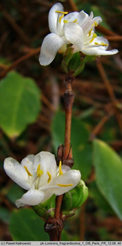 Lonicera fragrantissima