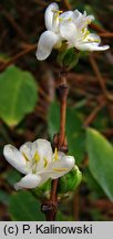 Lonicera fragrantissima