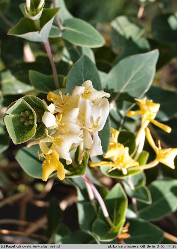 Lonicera implexa (wiciokrzew wyniosły)