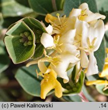 Lonicera implexa (wiciokrzew wyniosły)