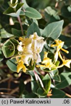 Lonicera implexa (wiciokrzew wyniosły)