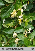 Lonicera japonica (wiciokrzew japoński)