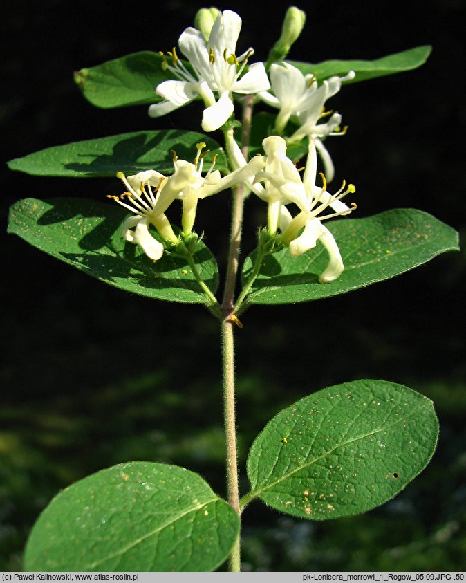 Lonicera morrowii (wiciokrzew Morrowa)