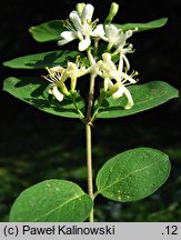 Lonicera morrowii (wiciokrzew Morrowa)