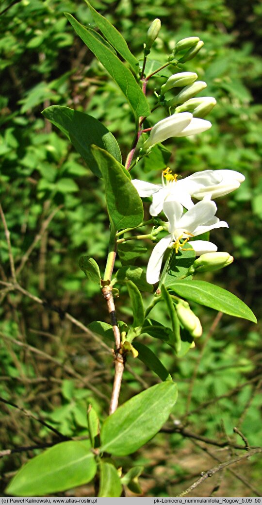 Lonicera nummulariifolia