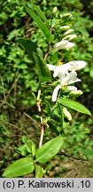 Lonicera nummulariifolia