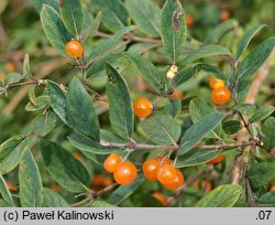 Lonicera pyrenaica