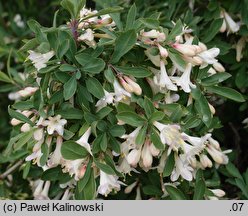 Lonicera pyrenaica