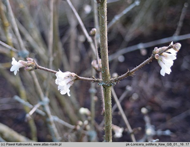 Lonicera setifera