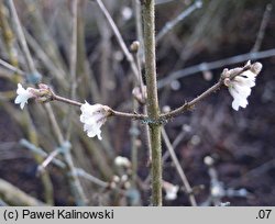 Lonicera setifera