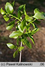 Loranthus europaeus (gązewnik europejski)