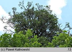 Loranthus europaeus (gązewnik europejski)