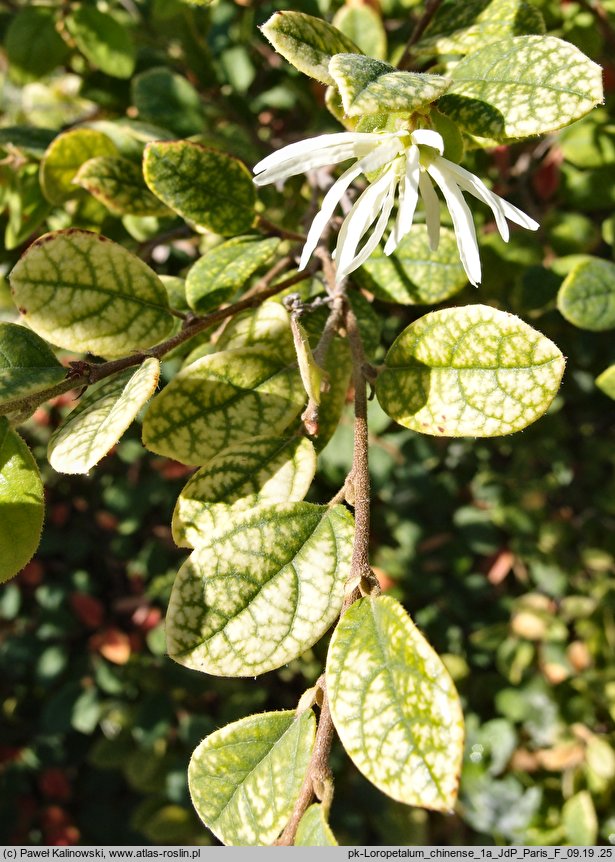 Loropetalum chinense (loropetalum chińskie)