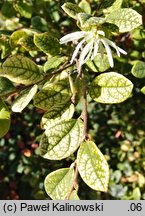 Loropetalum chinense (loropetalum chińskie)