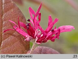 Loropetalum chinense (loropetalum chińskie)