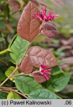 Loropetalum chinense (loropetalum chińskie)