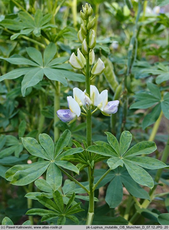 Lupinus mutabilis (łubin indyjski)