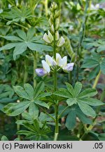 Lupinus mutabilis (łubin indyjski)