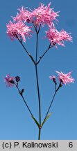 Lychnis flos-cuculi (firletka poszarpana)